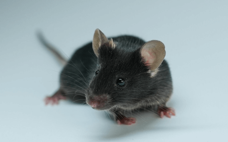 A53T （帕金森疾?。? title=