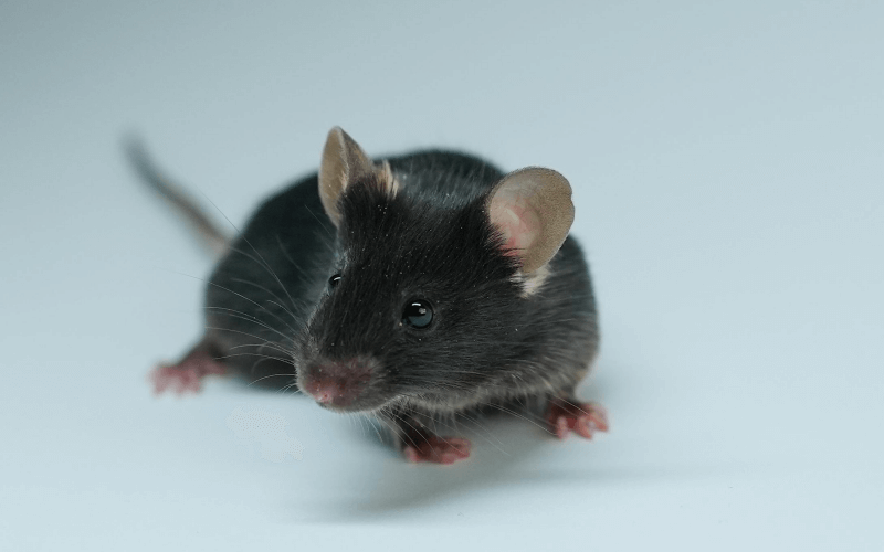 Rag2 （B、T免疫細(xì)胞缺失小鼠）