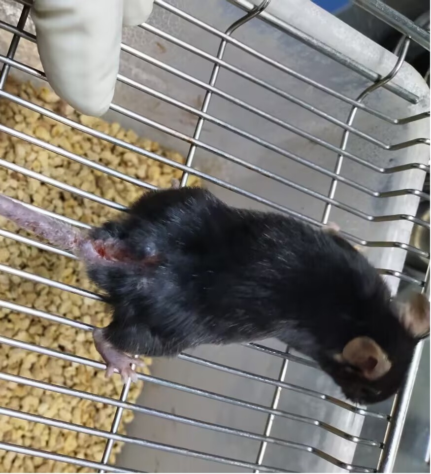 1760344991143247.jpg 5.jpg